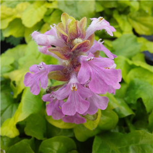 Ajuga Reptans 'Gold Chang'